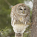 Barred Owl Hunting