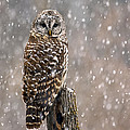 Barred Owl in a New England Snow Storm