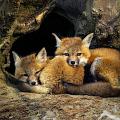 Best Friends - Fox Kits at Rest