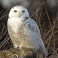 Late Season Snowy Owl