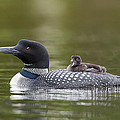 Loon Chick Yawn