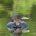 Loon Chicks -  Nap Time