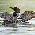 Loon Wing Spread with Chick