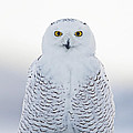 NH Seacoast Snowy Owl 