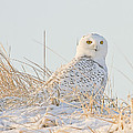 Snowy Owl in the Snow Covered Dunes